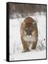 Mountain Lion or Cougar in Snow, Near Bozeman, Montana, USA-James Hager-Framed Stretched Canvas