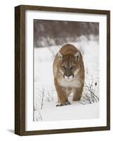 Mountain Lion or Cougar in Snow, Near Bozeman, Montana, USA-James Hager-Framed Photographic Print