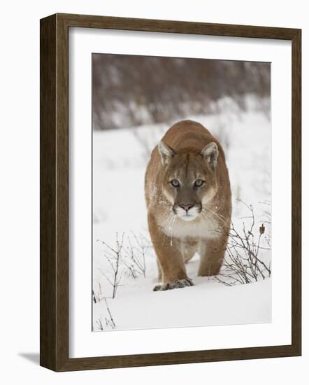 Mountain Lion or Cougar in Snow, Near Bozeman, Montana, USA-James Hager-Framed Photographic Print