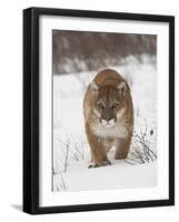 Mountain Lion or Cougar in Snow, Near Bozeman, Montana, USA-James Hager-Framed Photographic Print