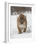 Mountain Lion or Cougar in Snow, Near Bozeman, Montana, USA-James Hager-Framed Photographic Print