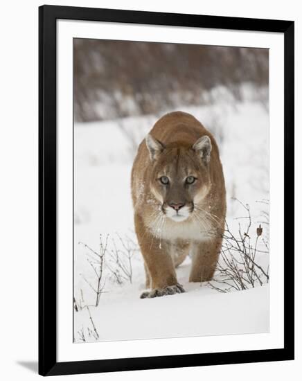 Mountain Lion or Cougar in Snow, Near Bozeman, Montana, USA-James Hager-Framed Photographic Print