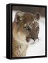 Mountain Lion or Cougar in Snow, Near Bozeman, Montana, USA-James Hager-Framed Stretched Canvas