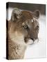 Mountain Lion or Cougar in Snow, Near Bozeman, Montana, USA-James Hager-Stretched Canvas