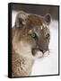 Mountain Lion or Cougar in Snow, Near Bozeman, Montana, USA-James Hager-Framed Stretched Canvas