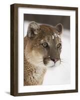 Mountain Lion or Cougar in Snow, Near Bozeman, Montana, USA-James Hager-Framed Photographic Print