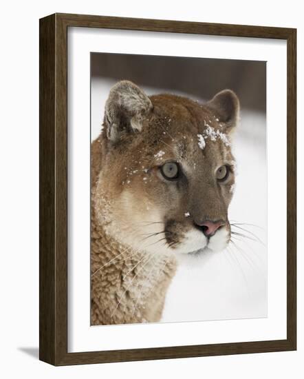 Mountain Lion or Cougar in Snow, Near Bozeman, Montana, USA-James Hager-Framed Photographic Print