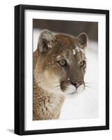 Mountain Lion or Cougar in Snow, Near Bozeman, Montana, USA-James Hager-Framed Photographic Print