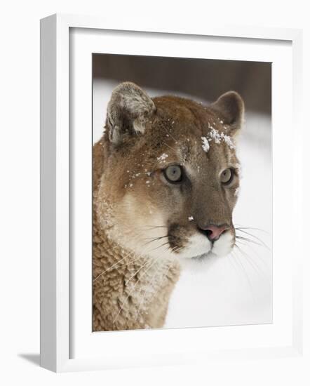 Mountain Lion or Cougar in Snow, Near Bozeman, Montana, USA-James Hager-Framed Photographic Print