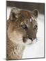 Mountain Lion or Cougar in Snow, Near Bozeman, Montana, USA-James Hager-Mounted Photographic Print