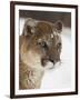 Mountain Lion or Cougar in Snow, Near Bozeman, Montana, USA-James Hager-Framed Photographic Print