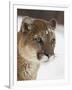 Mountain Lion or Cougar in Snow, Near Bozeman, Montana, USA-James Hager-Framed Photographic Print