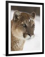 Mountain Lion or Cougar in Snow, Near Bozeman, Montana, USA-James Hager-Framed Photographic Print