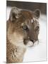 Mountain Lion or Cougar in Snow, Near Bozeman, Montana, USA-James Hager-Mounted Photographic Print