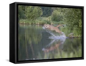 Mountain Lion or Cougar Jumping into the Water, in Captivity, Sandstone, Minnesota, USA-James Hager-Framed Stretched Canvas