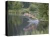 Mountain Lion or Cougar Jumping into the Water, in Captivity, Sandstone, Minnesota, USA-James Hager-Stretched Canvas