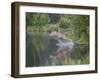 Mountain Lion or Cougar Jumping into the Water, in Captivity, Sandstone, Minnesota, USA-James Hager-Framed Photographic Print