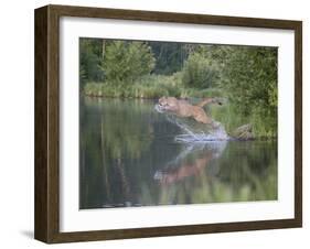 Mountain Lion or Cougar Jumping into the Water, in Captivity, Sandstone, Minnesota, USA-James Hager-Framed Photographic Print