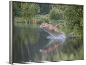 Mountain Lion or Cougar Jumping into the Water, in Captivity, Sandstone, Minnesota, USA-James Hager-Framed Photographic Print