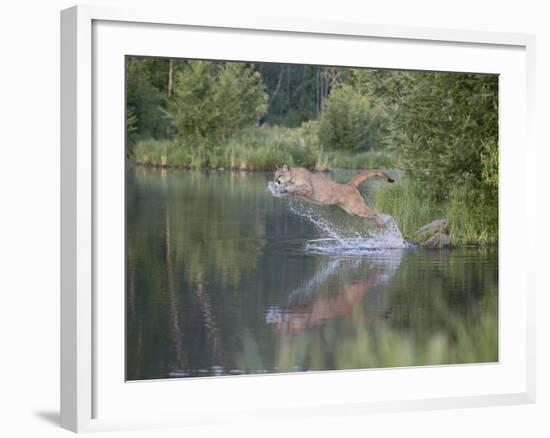 Mountain Lion or Cougar Jumping into the Water, in Captivity, Sandstone, Minnesota, USA-James Hager-Framed Photographic Print