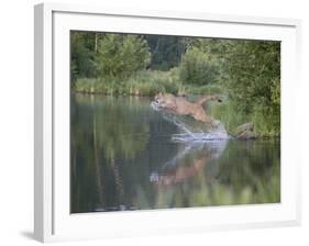 Mountain Lion or Cougar Jumping into the Water, in Captivity, Sandstone, Minnesota, USA-James Hager-Framed Photographic Print