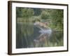 Mountain Lion or Cougar Jumping into the Water, in Captivity, Sandstone, Minnesota, USA-James Hager-Framed Photographic Print