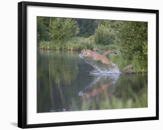 Mountain Lion or Cougar Jumping into the Water, in Captivity, Sandstone, Minnesota, USA-James Hager-Framed Photographic Print
