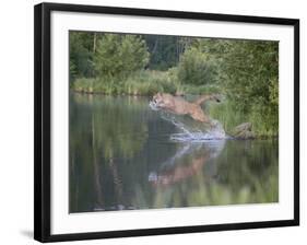 Mountain Lion or Cougar Jumping into the Water, in Captivity, Sandstone, Minnesota, USA-James Hager-Framed Photographic Print