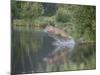 Mountain Lion or Cougar Jumping into the Water, in Captivity, Sandstone, Minnesota, USA-James Hager-Mounted Photographic Print