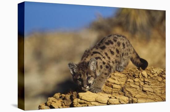 Mountain Lion or Cougar kitten with speckled coat, North America-Tim Fitzharris-Stretched Canvas