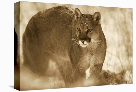 Mountain Lion portrait in winter, Montana - Sepia-Tim Fitzharris-Stretched Canvas