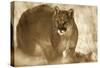 Mountain Lion portrait in winter, Montana - Sepia-Tim Fitzharris-Stretched Canvas