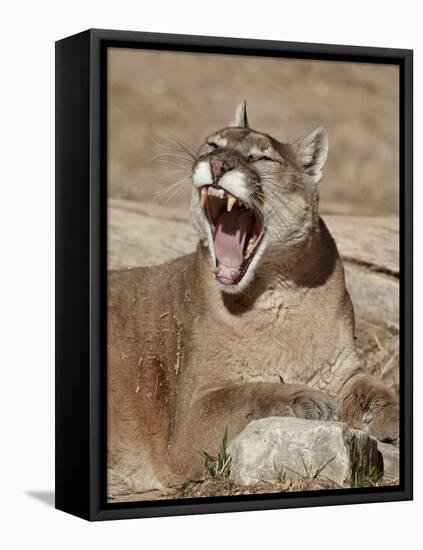 Mountain Lion (Puma Concolor), Living Desert Zoo and Gardens State Park, New Mexico, USA-James Hager-Framed Stretched Canvas