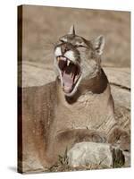 Mountain Lion (Puma Concolor), Living Desert Zoo and Gardens State Park, New Mexico, USA-James Hager-Stretched Canvas