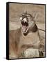 Mountain Lion (Puma Concolor), Living Desert Zoo and Gardens State Park, New Mexico, USA-James Hager-Framed Stretched Canvas