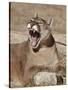 Mountain Lion (Puma Concolor), Living Desert Zoo and Gardens State Park, New Mexico, USA-James Hager-Stretched Canvas