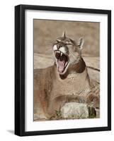 Mountain Lion (Puma Concolor), Living Desert Zoo and Gardens State Park, New Mexico, USA-James Hager-Framed Photographic Print