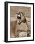 Mountain Lion (Puma Concolor), Living Desert Zoo and Gardens State Park, New Mexico, USA-James Hager-Framed Photographic Print