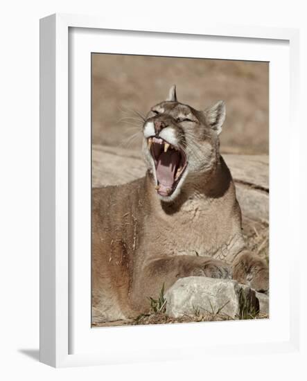 Mountain Lion (Puma Concolor), Living Desert Zoo and Gardens State Park, New Mexico, USA-James Hager-Framed Photographic Print
