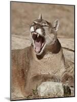Mountain Lion (Puma Concolor), Living Desert Zoo and Gardens State Park, New Mexico, USA-James Hager-Mounted Photographic Print