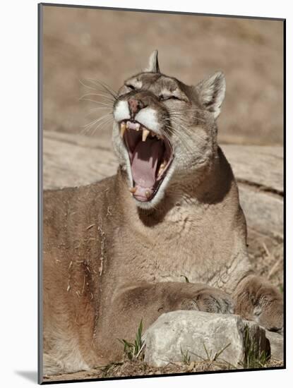 Mountain Lion (Puma Concolor), Living Desert Zoo and Gardens State Park, New Mexico, USA-James Hager-Mounted Photographic Print