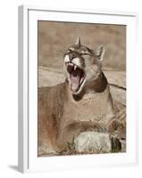 Mountain Lion (Puma Concolor), Living Desert Zoo and Gardens State Park, New Mexico, USA-James Hager-Framed Photographic Print