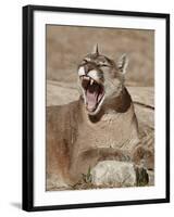 Mountain Lion (Puma Concolor), Living Desert Zoo and Gardens State Park, New Mexico, USA-James Hager-Framed Photographic Print