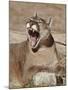 Mountain Lion (Puma Concolor), Living Desert Zoo and Gardens State Park, New Mexico, USA-James Hager-Mounted Photographic Print