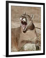 Mountain Lion (Puma Concolor), Living Desert Zoo and Gardens State Park, New Mexico, USA-James Hager-Framed Photographic Print