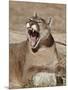 Mountain Lion (Puma Concolor), Living Desert Zoo and Gardens State Park, New Mexico, USA-James Hager-Mounted Photographic Print