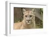 Mountain Lion, Puma concolor, Minnesota-Adam Jones-Framed Photographic Print