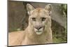 Mountain Lion, Puma concolor, Minnesota-Adam Jones-Mounted Photographic Print