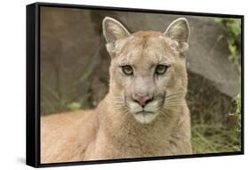 Mountain Lion, Puma concolor, Minnesota-Adam Jones-Framed Stretched Canvas