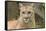 Mountain Lion, Puma concolor, Minnesota-Adam Jones-Framed Stretched Canvas